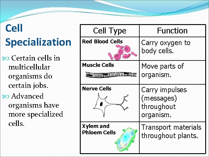 Cell Specialization Certain cells in multicellular organisms do certain jobs. Advanced organisms have more