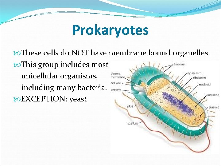 Prokaryotes These cells do NOT have membrane bound organelles. This group includes most unicellular