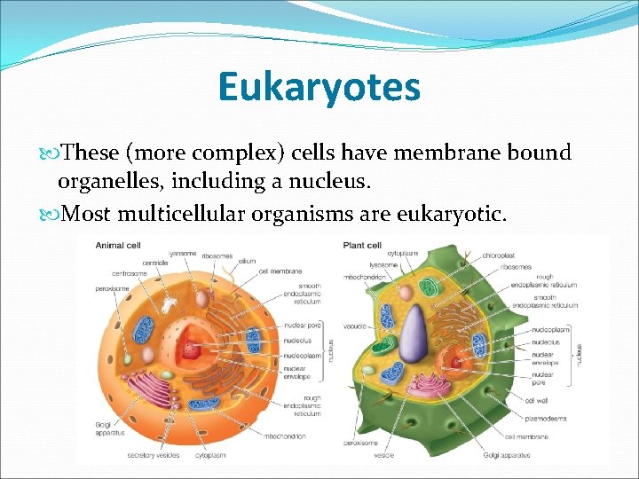 Eukaryotes These (more complex) cells have membrane bound organelles, including a nucleus. Most multicellular