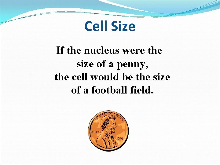 Cell Size If the nucleus were the size of a penny, the cell would