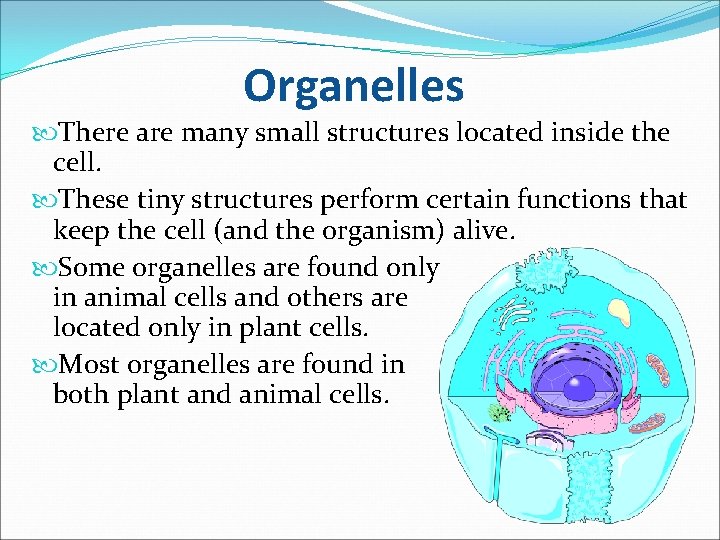 Organelles There are many small structures located inside the cell. These tiny structures perform