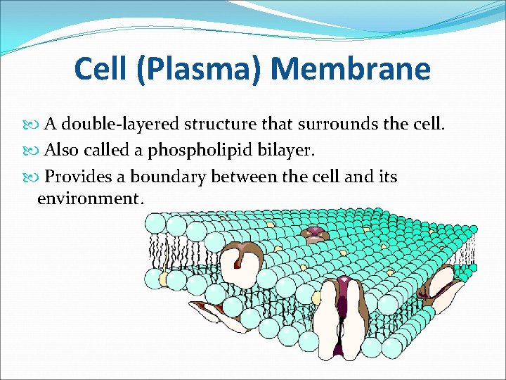 Cell (Plasma) Membrane A double-layered structure that surrounds the cell. Also called a phospholipid