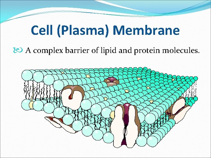 Cell (Plasma) Membrane A complex barrier of lipid and protein molecules. 