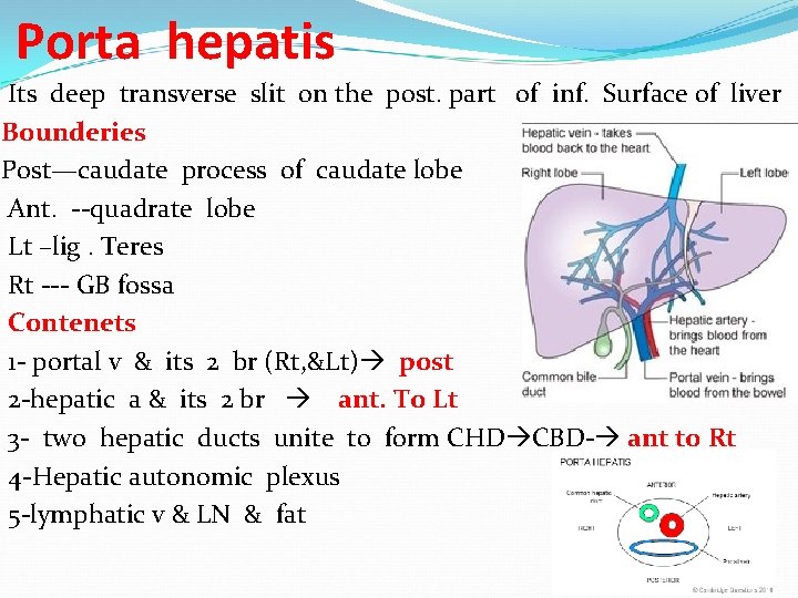 Porta hepatis Its deep transverse slit on the post. part of inf. Surface of