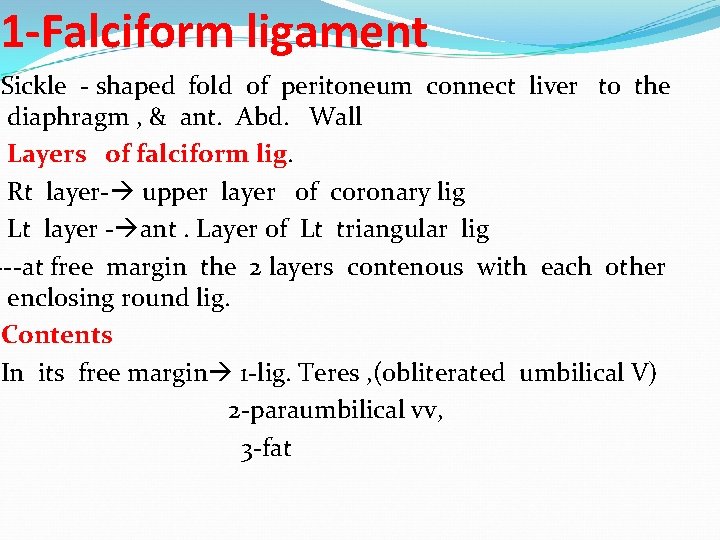 1 -Falciform ligament Sickle - shaped fold of peritoneum connect liver to the diaphragm