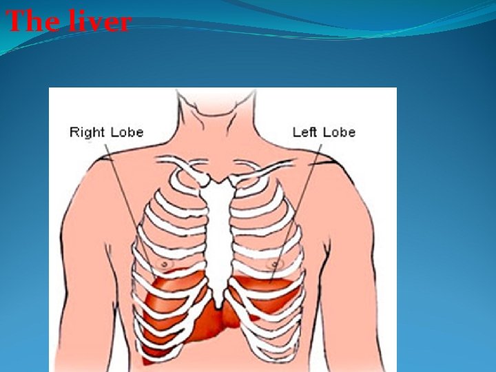 The liver 