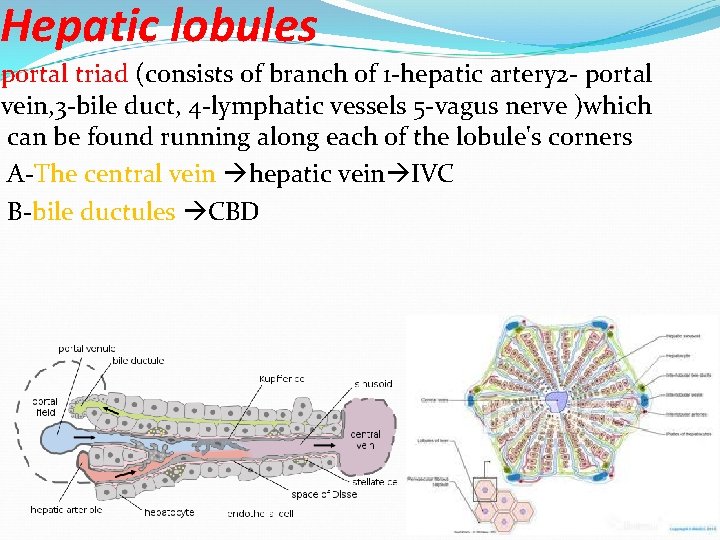 Hepatic lobules portal triad (consists of branch of 1 -hepatic artery 2 - portal