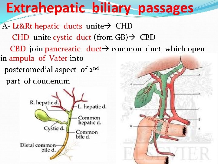 Extrahepatic biliary passages A- Lt&Rt hepatic ducts unite CHD unite cystic duct (from GB)