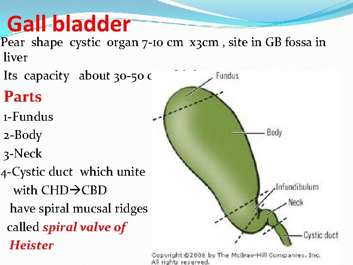 Gall bladder Pear shape cystic organ 7 -10 cm x 3 cm , site