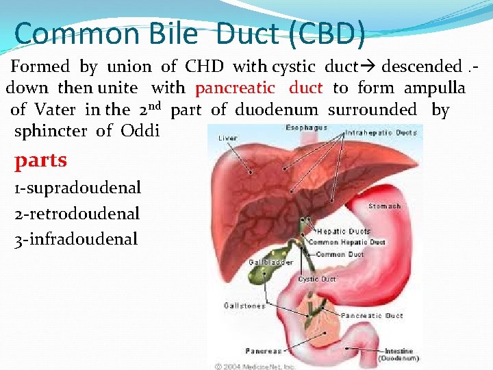 Common Bile Duct (CBD) Formed by union of CHD with cystic duct descended. d