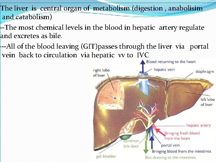 The liver is central organ of metabolism (digestion , anabolisim and catabolism) --The most