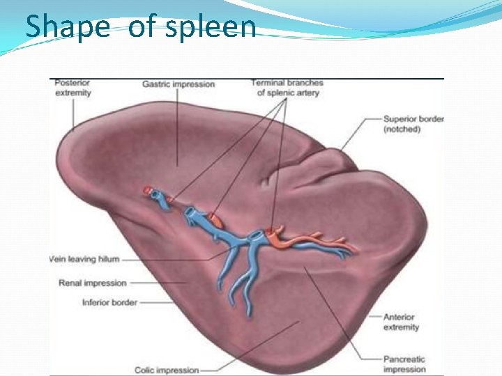 Shape of spleen 
