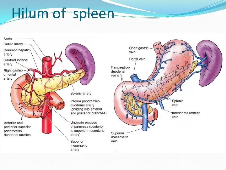 Hilum of spleen 