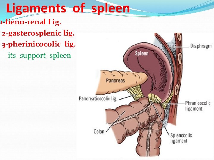 Ligaments of spleen 1 -lieno-renal Lig. 2 -gasterosplenic lig. 3 -pherinicocolic lig. its support