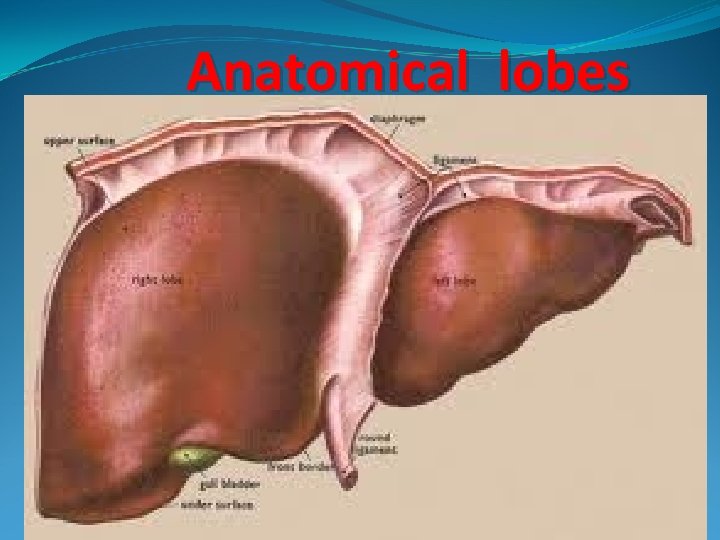 Anatomical lobes 