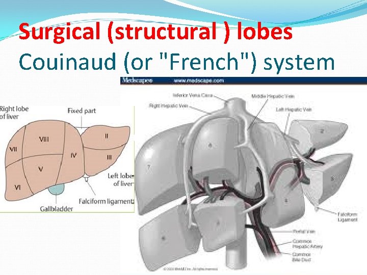 Surgical (structural ) lobes Couinaud (or "French") system 