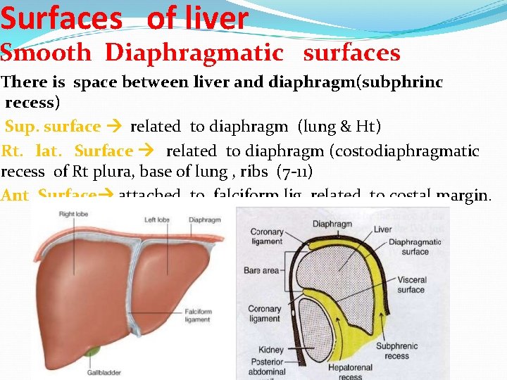Surfaces of liver Smooth Diaphragmatic surfaces There is space between liver and diaphragm(subphrinc recess)