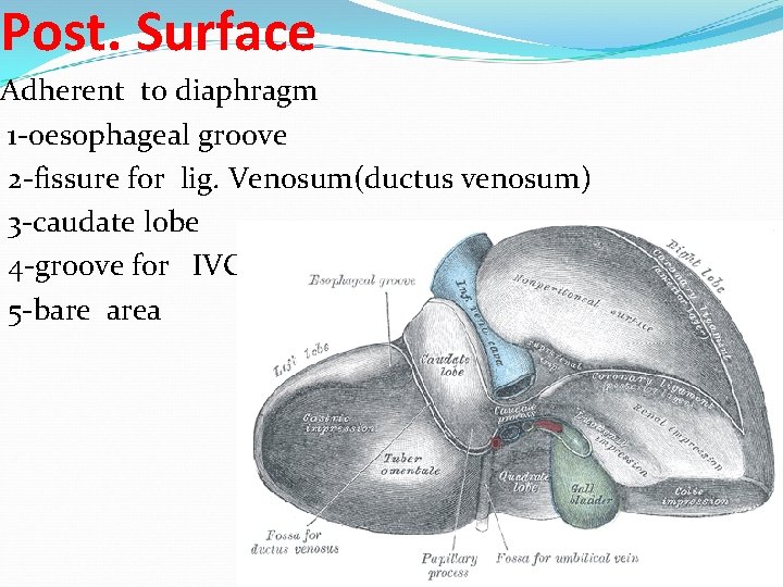 Post. Surface Adherent to diaphragm 1 -oesophageal groove 2 -fissure for lig. Venosum(ductus venosum)