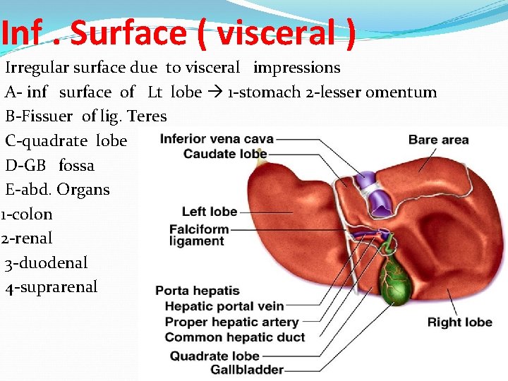 Inf. Surface ( visceral ) Irregular surface due to visceral impressions A- inf surface