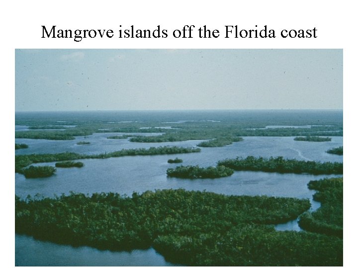Mangrove islands off the Florida coast 
