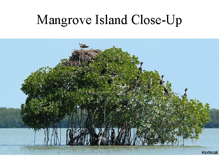 Mangrove Island Close-Up 
