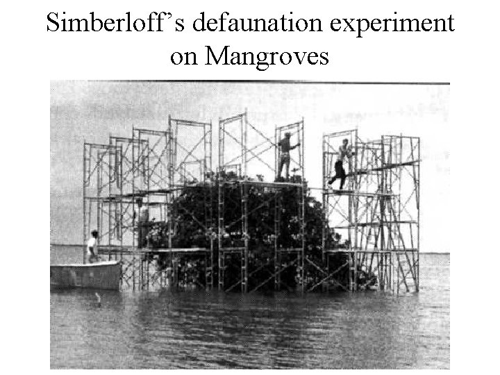 Simberloff’s defaunation experiment on Mangroves 