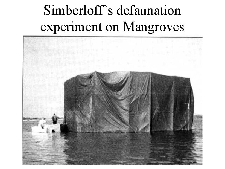 Simberloff’s defaunation experiment on Mangroves 