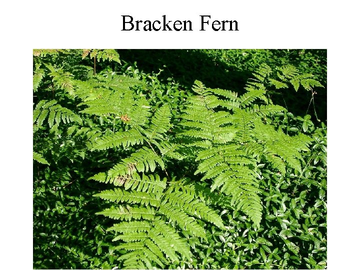 Bracken Fern 