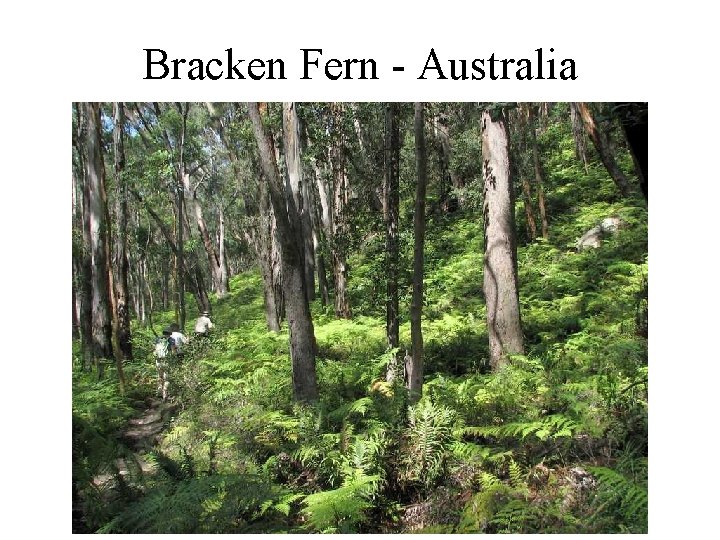 Bracken Fern - Australia 