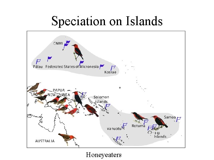 Speciation on Islands Honeyeaters 