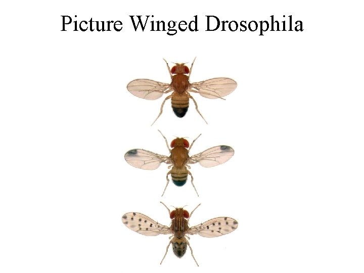 Picture Winged Drosophila 