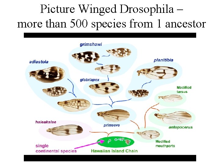 Picture Winged Drosophila – more than 500 species from 1 ancestor 