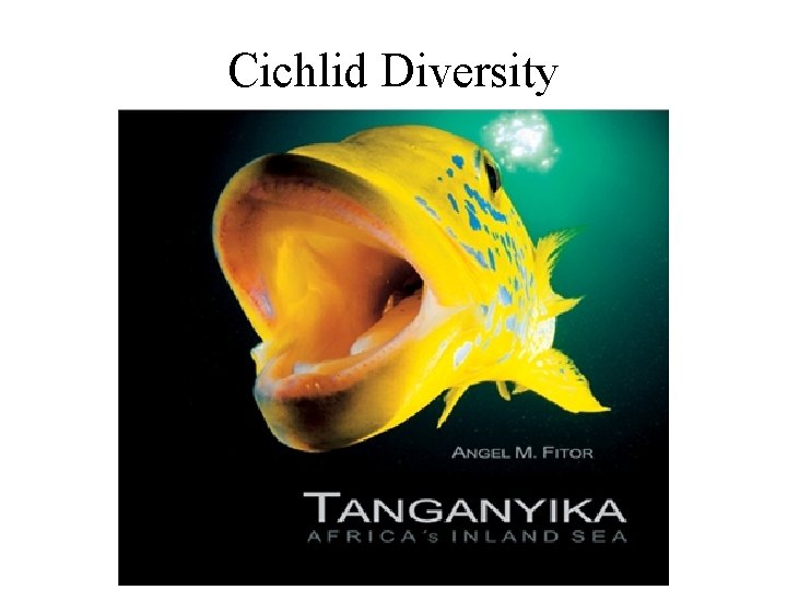 Cichlid Diversity 