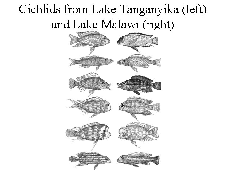Cichlids from Lake Tanganyika (left) and Lake Malawi (right) 