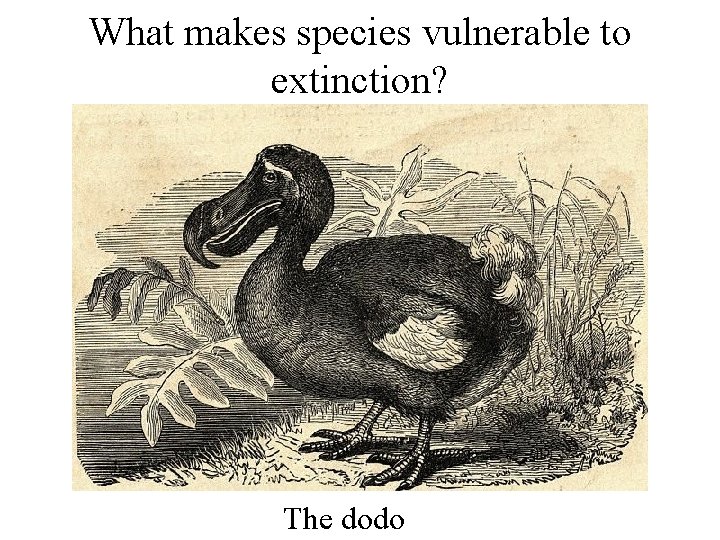 What makes species vulnerable to extinction? The dodo 