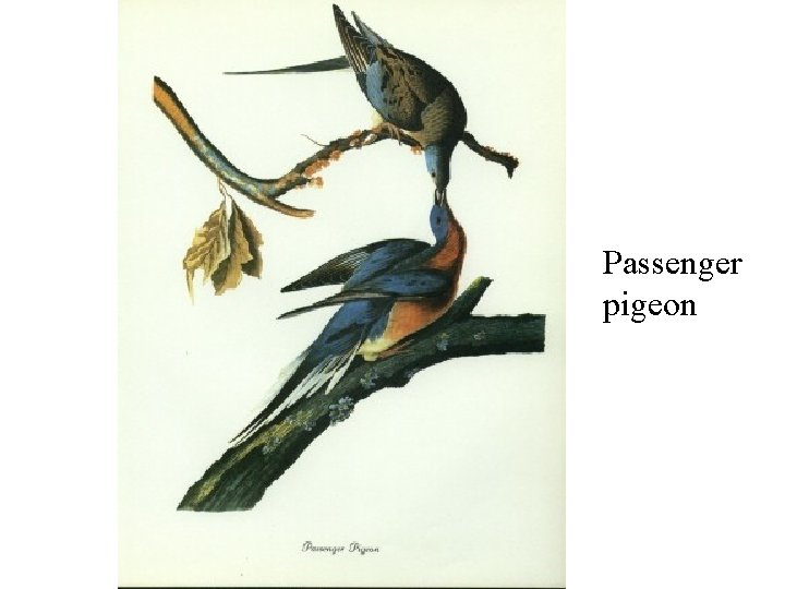 Passenger pigeon 