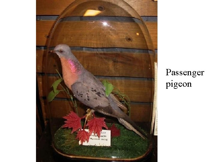 Passenger pigeon 