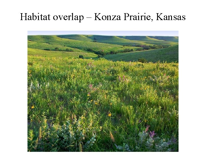 Habitat overlap – Konza Prairie, Kansas 