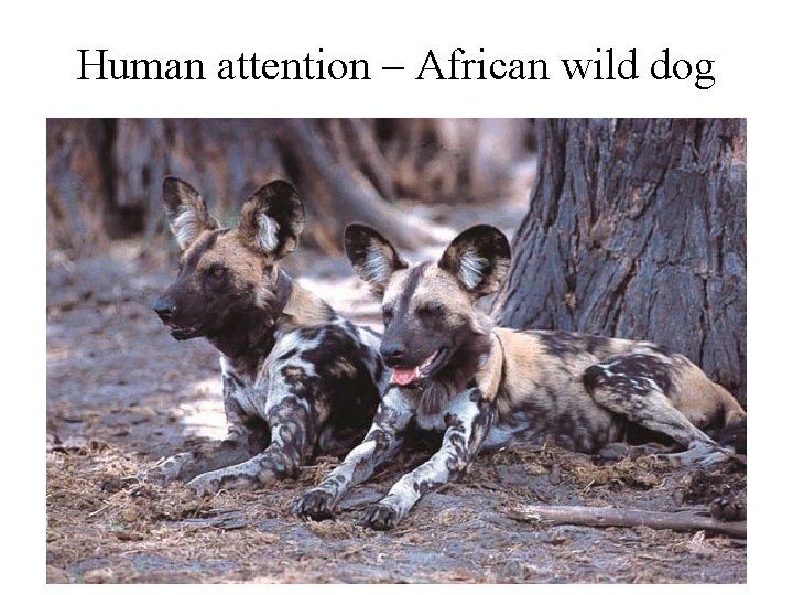 Human attention – African wild dog 
