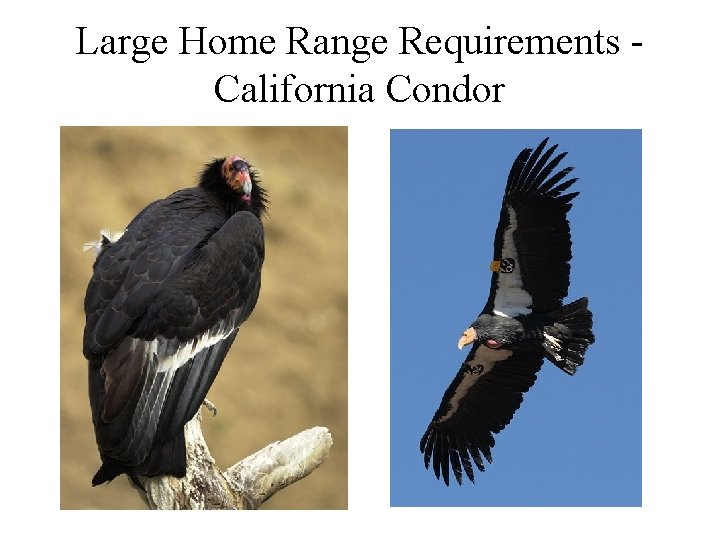 Large Home Range Requirements California Condor 
