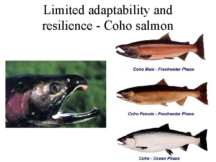 Limited adaptability and resilience - Coho salmon 
