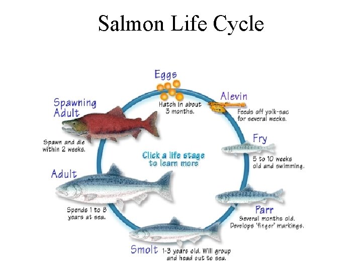 Salmon Life Cycle 