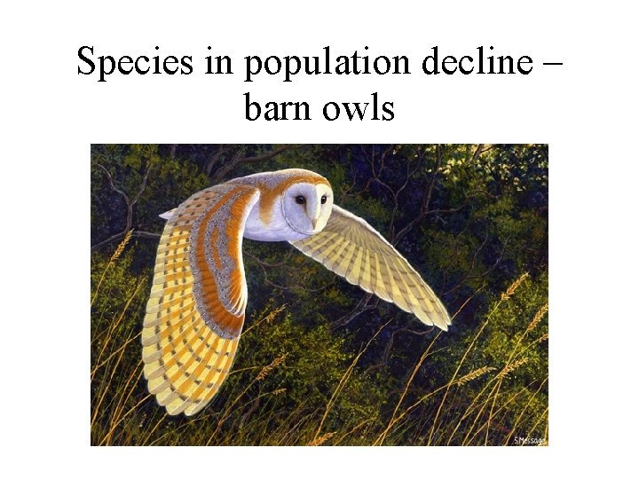 Species in population decline – barn owls 