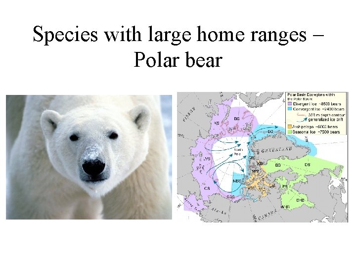 Species with large home ranges – Polar bear 