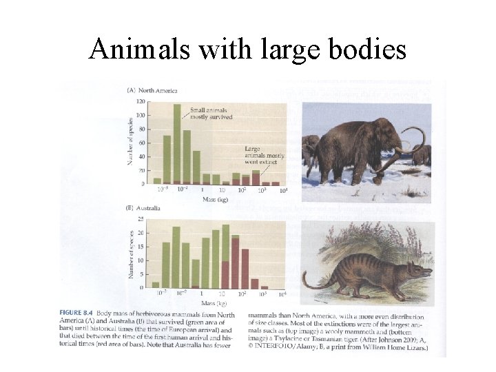 Animals with large bodies 