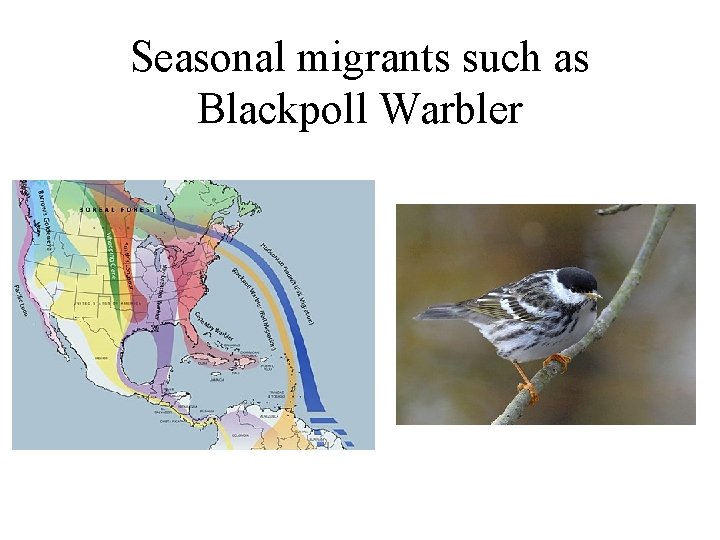 Seasonal migrants such as Blackpoll Warbler 