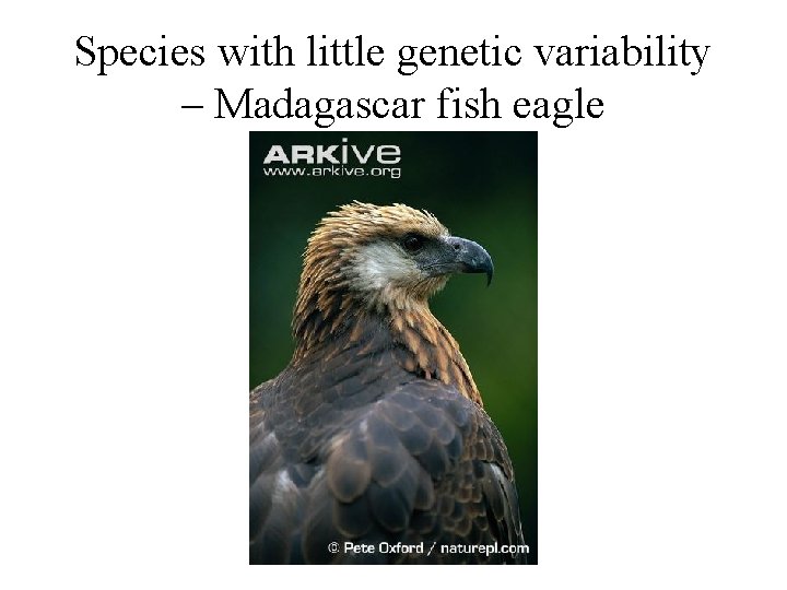 Species with little genetic variability – Madagascar fish eagle 