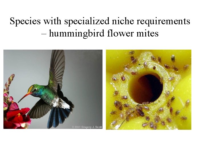 Species with specialized niche requirements – hummingbird flower mites 