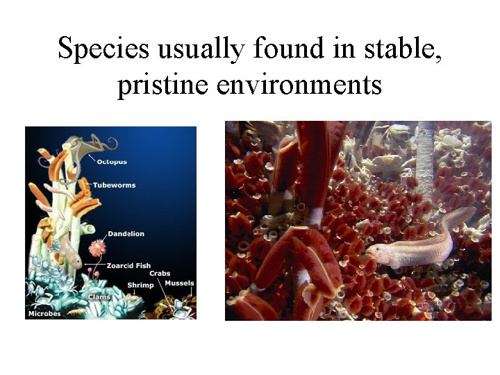 Species usually found in stable, pristine environments 