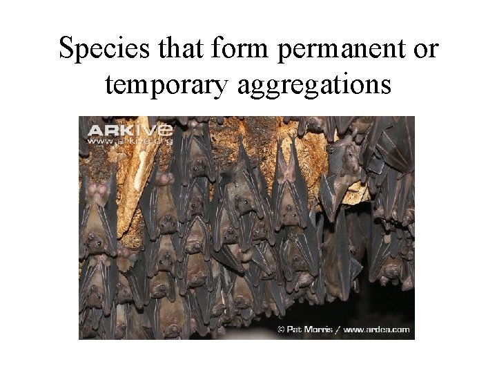Species that form permanent or temporary aggregations 